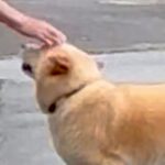 散歩中、たまに会うおばあちゃん→普段は人に近づかない犬が…思わず泣けてくる光景が42万表示「気持ちが通じ合ってる」「微笑ましい」と感動(ブログ)