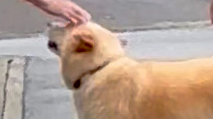 散歩中、たまに会うおばあちゃん→普段は人に近づかない犬が…思わず泣けてくる光景が42万表示「気持ちが通じ合ってる」「微笑ましい」と感動(ブログ)