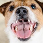 犬が飼い主の『髪の毛』を噛んでくる理由3つ　不思議な行動の意味からやめさせる方法まで解説(ブログ)