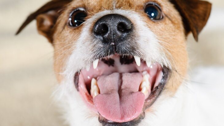 犬が飼い主の『髪の毛』を噛んでくる理由3つ　不思議な行動の意味からやめさせる方法まで解説(ブログ)