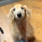 15歳のおじいちゃん犬→どうしてもごはんが欲しくて…破壊力が高すぎる『まさかの抗議方法』が41万再生「飛んでいきそう」「妖精さん」と絶賛(ブログ)