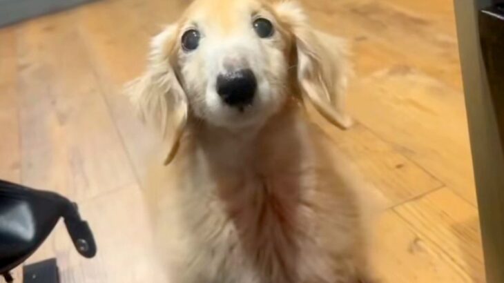 15歳のおじいちゃん犬→どうしてもごはんが欲しくて…破壊力が高すぎる『まさかの抗議方法』が41万再生「飛んでいきそう」「妖精さん」と絶賛(ブログ)