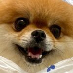 犬の散歩中に雨が降ってしまったので、慌てて『レジ袋』を…まさかの対策と想定外の反応に2万いいね集まる「エンジョイーヌ」「満足そうｗ」(ブログ)