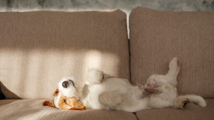 犬が心地よく過ごせる『快適な場所』の条件4つ　愛犬が気に入る理由や環境づくりのコツも解説(ブログ)