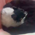 耳が遠くなった老犬と『2ヶ月ぶりに再会』したら…帰宅に気付いた瞬間の『愛おしいリアクション』が35万再生「最高に可愛い」「ほっこり…」(ブログ)