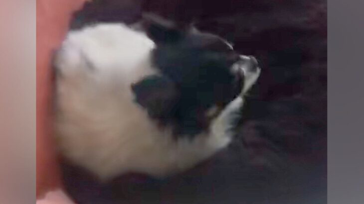 耳が遠くなった老犬と『2ヶ月ぶりに再会』したら…帰宅に気付いた瞬間の『愛おしいリアクション』が35万再生「最高に可愛い」「ほっこり…」(ブログ)