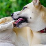 犬が『自分の手足を噛んでいる』ときの心理３つ　原因を見分けるポイントや対処法も解説(ブログ)