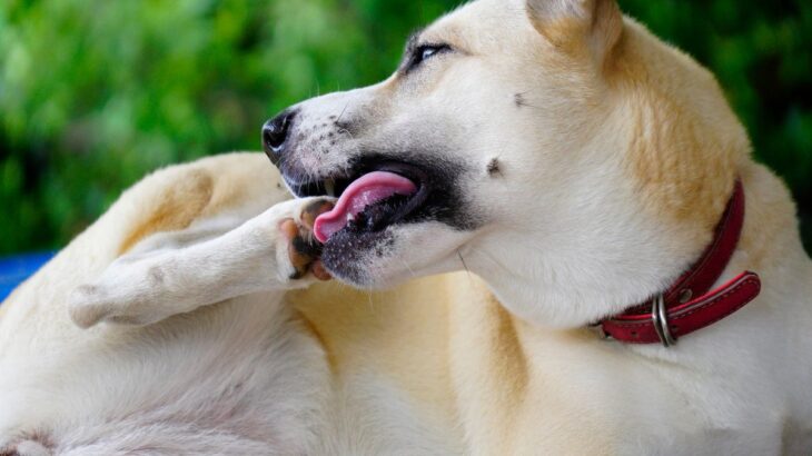 犬が『自分の手足を噛んでいる』ときの心理３つ　原因を見分けるポイントや対処法も解説(ブログ)