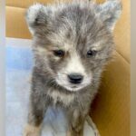 『こんなにも小さかった秋田犬の赤ちゃんが…』4年後→衝撃的な『オオカミのような現在』に反響「かっこいい」「たまらん」「可愛すぎ」と絶賛(ブログ)