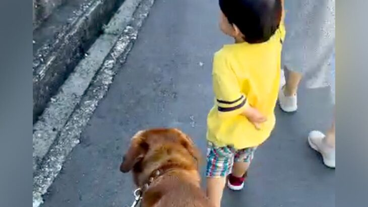 散歩中、側溝を歩きたがる小さな男の子→元保護犬が『危ない』と気づいて…思わず泣けてくる『尊い行動』に反響「優しくて涙が…」「素晴らしい」(ブログ)