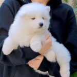 『軽く抱っこできていた赤ちゃん犬が…』約8ヶ月後→同じ犬には見えない『衝撃のビフォーアフター』に2万いいね「態度もでかくなってて草」(ブログ)