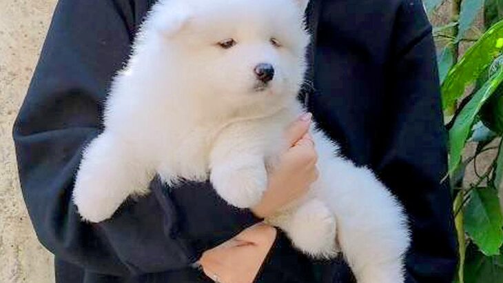 『軽く抱っこできていた赤ちゃん犬が…』約8ヶ月後→同じ犬には見えない『衝撃のビフォーアフター』に2万いいね「態度もでかくなってて草」(ブログ)