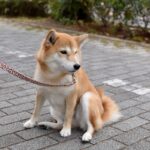 犬が突然『ピタッと止まる』ときの心理4つ　考えられる理由や困ったときの対応策まで(ブログ)