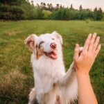 愛犬は『飼い主』をどう思ってる？どんな存在だと認識しているの？強い信頼関係を構築する秘訣まで(ブログ)