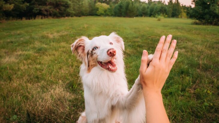 愛犬は『飼い主』をどう思ってる？どんな存在だと認識しているの？強い信頼関係を構築する秘訣まで(ブログ)