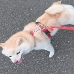 2匹の犬を散歩に連れて行った結果…どうすればいいかわからない『正反対すぎる行動』に5万いいね集まる「引き裂かれるｗ」「体が2つ必要」(ブログ)