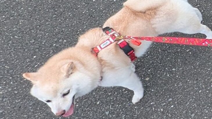 2匹の犬を散歩に連れて行った結果…どうすればいいかわからない『正反対すぎる行動』に5万いいね集まる「引き裂かれるｗ」「体が2つ必要」(ブログ)