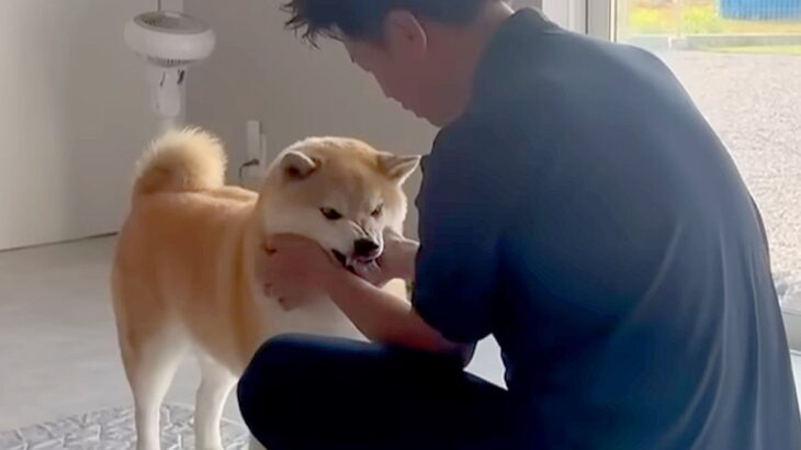 温厚な犬に『お仕事行ってくるね』と伝えた結果→『いつも通りかな』と思ったら…まさかの行動が47万再生「健気でカワイイ」「愛されてる証拠」(ブログ)