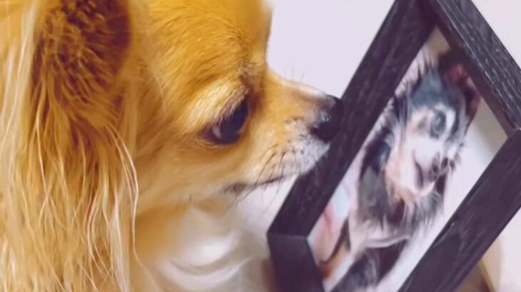 『18歳で亡くなった同居犬の写真』を見つめる犬…涙が止まらない『まさかの光景』が39万再生「ちゃんとわかるんだ」「言葉にならない」と感動(ブログ)