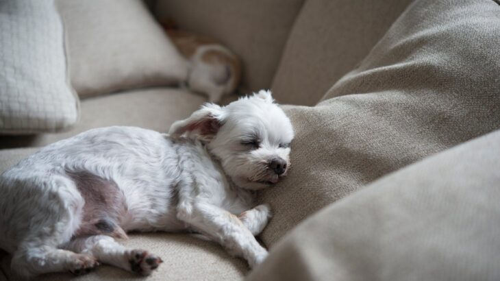 犬が死ぬ前に『飼い主から離れようとする』心理４選　愛犬との後悔しないお別れの仕方まで(ブログ)