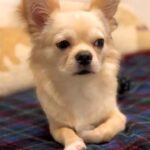 足が悪い犬を『幸せにしたい』とお迎え→不安げな表情を浮かべていて…誕生日を迎えた『別犬級のビフォーアフター』に感動「違う子みたい…」(ブログ)