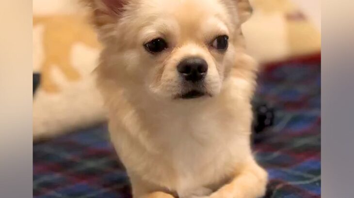 足が悪い犬を『幸せにしたい』とお迎え→不安げな表情を浮かべていて…誕生日を迎えた『別犬級のビフォーアフター』に感動「違う子みたい…」(ブログ)