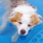 2匹の犬をプールに連れて行ったら、顎までつかった1匹が…気持ち良くて見せた『まさかの反応』に反響「想像以上に可愛い声」「愛くるしい」(ブログ)