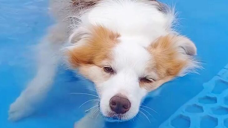 2匹の犬をプールに連れて行ったら、顎までつかった1匹が…気持ち良くて見せた『まさかの反応』に反響「想像以上に可愛い声」「愛くるしい」(ブログ)
