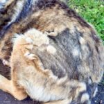 犬の『換毛期』に必須のケア3選　お手入れのコツから毛玉や皮膚トラブルの予防法まで(ブログ)