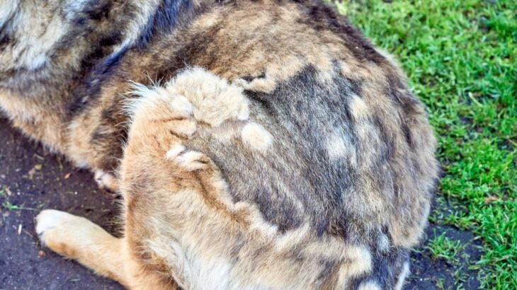 犬の『換毛期』に必須のケア3選　お手入れのコツから毛玉や皮膚トラブルの予防法まで(ブログ)