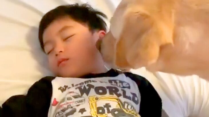 お昼寝中の小さい男の子→大型犬に『散歩に行くから起こして』とお願いした結果…『完全に言葉を理解している光景』に反響「起こし方が優しい」(ブログ)