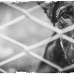 犬の里親になる前に備えておくべき『4つの心得』　飼い主に必要な覚悟や幸せに過ごすための配慮まで(ブログ)