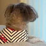 『飼い主を亡くした犬』を引き取った結果→いつも窓際で…涙腺崩壊する『切ない光景』が23万再生「大事に育てられたんだね」「幸せになって」(ブログ)