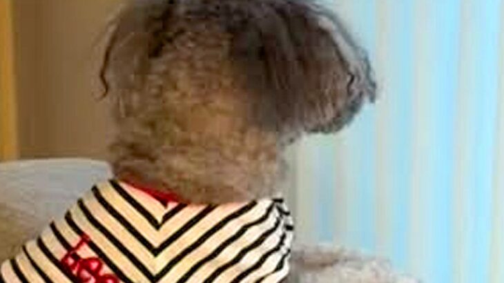 『飼い主を亡くした犬』を引き取った結果→いつも窓際で…涙腺崩壊する『切ない光景』が23万再生「大事に育てられたんだね」「幸せになって」(ブログ)