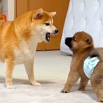 いつもは心優しい犬→なぜか『赤ちゃん犬』に吠えてしまい…初めて怒った『まさかの理由』が可愛すぎると48万再生「ほっこり」「キュンとした」(ブログ)