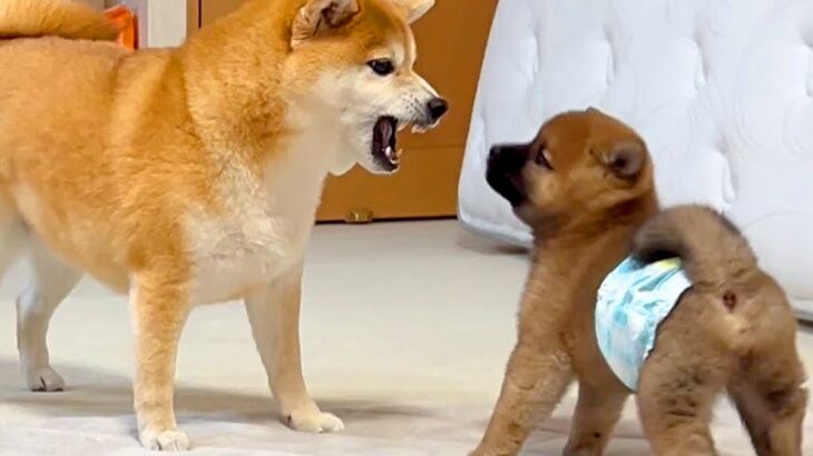 いつもは心優しい犬→なぜか『赤ちゃん犬』に吠えてしまい…初めて怒った『まさかの理由』が可愛すぎると48万再生「ほっこり」「キュンとした」(ブログ)
