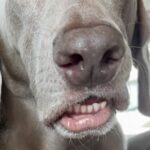 車の後部座席に座っていた犬が『くしゃみ』を出そうとして…まるで人間のような『表情』に1万いいね集まる「面白い顔ｗｗ」「お笑い犬」と絶賛(ブログ)