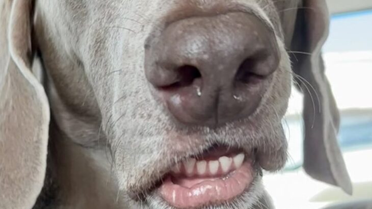 車の後部座席に座っていた犬が『くしゃみ』を出そうとして…まるで人間のような『表情』に1万いいね集まる「面白い顔ｗｗ」「お笑い犬」と絶賛(ブログ)