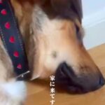 人を怖がり、玄関で寝ていた元保護犬…3週間後→別犬かと思うほどの『まさかの変化』が話題「馴染んでる」「寄り添ってて可愛い」と6万再生(ブログ)