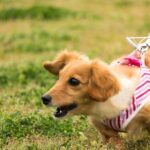 犬の散歩中の「引っ張り」…困ったらコレ！プロがおすすめする基礎トレーニング(ブログ)