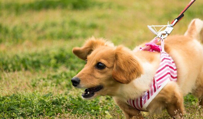 犬の散歩中の「引っ張り」…困ったらコレ！プロがおすすめする基礎トレーニング(ブログ)