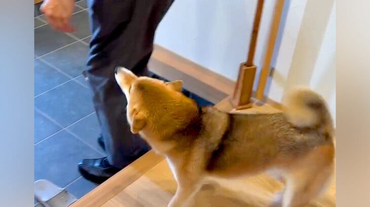 『大好きなおじさん』が遊びに来た結果、犬が歓迎して…嬉しすぎて見せた『いらっしゃいの挨拶』に反響「大好きなんだ」「抱きつくのかわいい」(ブログ)