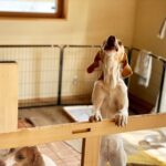 犬が『吠えている』ときに飼い主が理解すべきこととは？吠える理由や心理、落ち着かせる方法も解説(ブログ)