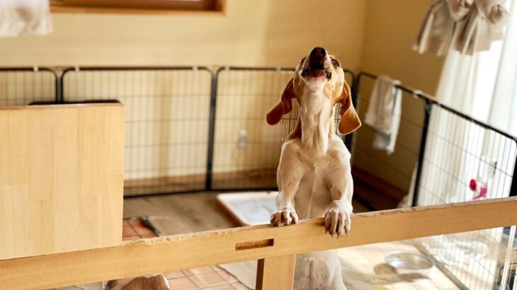 犬が『吠えている』ときに飼い主が理解すべきこととは？吠える理由や心理、落ち着かせる方法も解説(ブログ)