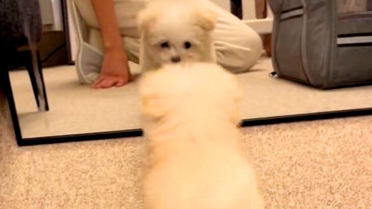 『赤ちゃん犬』をお迎えして5分後→初めて『鏡を見た』結果…永遠に眺めていたい『尊すぎる行動』が682万再生「心が浄化される」「悶絶した」(ブログ)