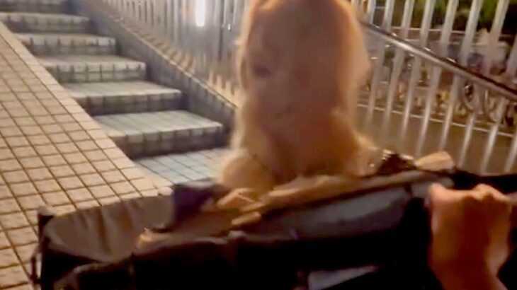 大型犬の散歩中、道が封鎖されていたので『歩道橋を渡ろうとした』結果…まさかの『過酷すぎる光景』が78万再生「降りる気なくて草」「可愛い」(ブログ)