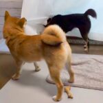 カーテンに引っかかってしまった犬→同居犬が脱出を手伝った結果…思わず笑ってしまう『哀愁漂う光景』に反響「吹いたｗｗ」「ほんと憎めない」(ブログ)