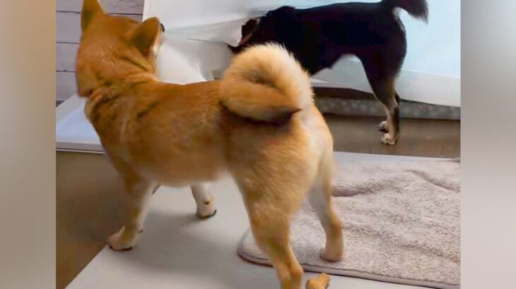 カーテンに引っかかってしまった犬→同居犬が脱出を手伝った結果…思わず笑ってしまう『哀愁漂う光景』に反響「吹いたｗｗ」「ほんと憎めない」(ブログ)