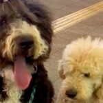 出張帰りのパパを道端で待つ『２匹の大型犬』→後ろからこっそり近づいた結果…２ヶ月ぶりの『再会の瞬間』が話題「絡まる愛情ｗ」「感動した」(ブログ)