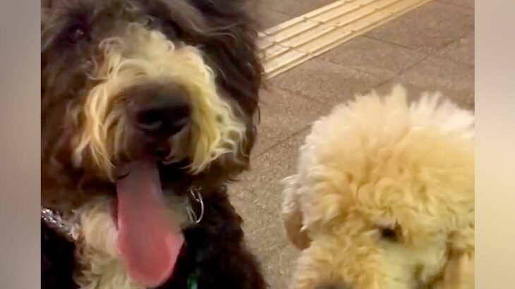 出張帰りのパパを道端で待つ『２匹の大型犬』→後ろからこっそり近づいた結果…２ヶ月ぶりの『再会の瞬間』が話題「絡まる愛情ｗ」「感動した」(ブログ)